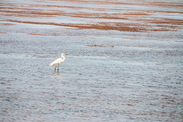 White egret foraging at the edge of fish pond.