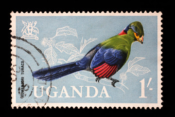 Stamp issued in Uganda shows Ruwenzori Turaco (Ruwenzorornis johnstoni), circa 1965.