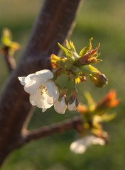Beautiful cherry tree (cerasus) flowers at sunset