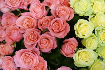 bouquet of pink roses