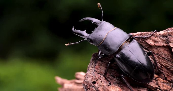 ヒラタクワガタ　オス