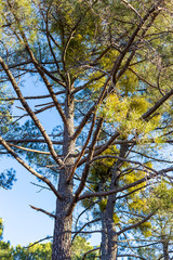 Pinos en Cadalso de los Vidrios. Madrid. España. Europa.