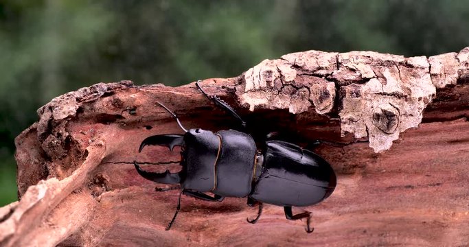 Stag beetle. Summer insects.