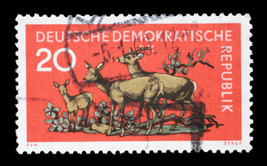 Stamp issued in Germany - Democratic Republic (DDR) shows Roe Deer (Capreolus capreolus), Forrest Animals series, circa 1959.