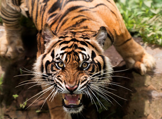 an angry sumatran tiger © Pitokung
