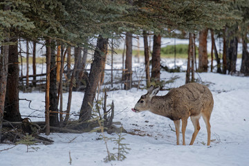 Female mule deer in the woods, Yukon mountains