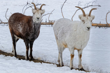 Two thinhorn sheep in the snow
