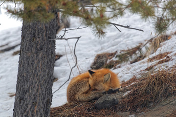 Red fox sleeps in the woods, Yukon