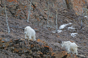Fototapeta na wymiar Two mountain goats climbing Yukon slopes
