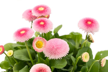 Gänseblümchen (Bellis perennis) © womue