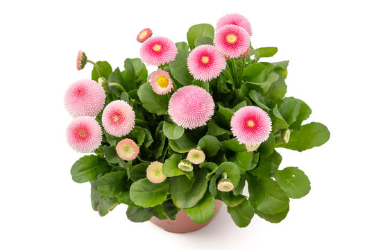 G&auml;nsebl&uuml;mchen (Bellis perennis)