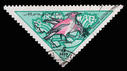 Stamp printed in Mongolia, shows Rosy Starling (Sturnus roseus), Birds, series, circa 1961.