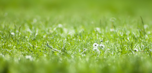 Spring Grass in the Park