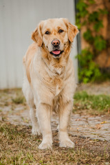 Wesoły golden retriever