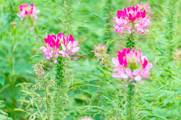 Cleome spinose in early summer