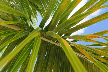palm tree in the sky