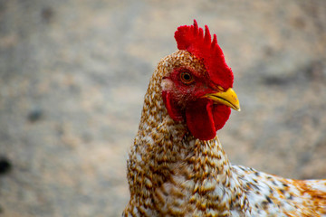 rooster on farm