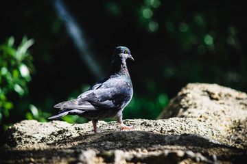 Fototapeta premium Dove in the park