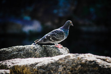 Dove in the park
