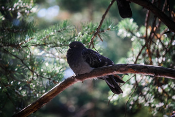 Dove in the park