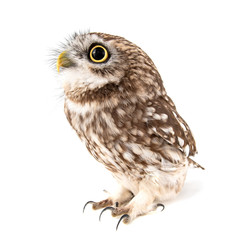 Little Owl, Athene noctua, isolated on white background.