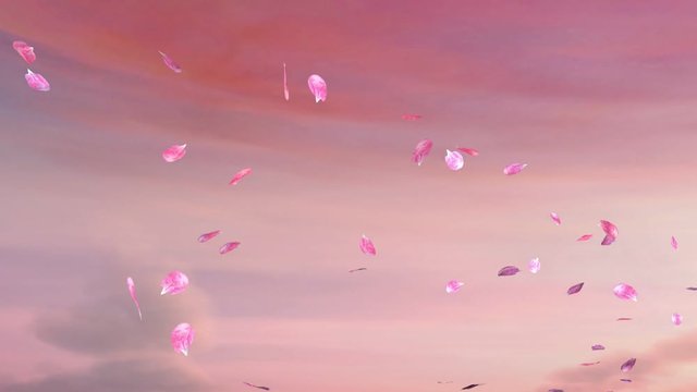 Kawazu Cherry Trees. Falling sakura petals. Flying sakura petals. Sakura flower in Japan.