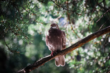 Dove in the park