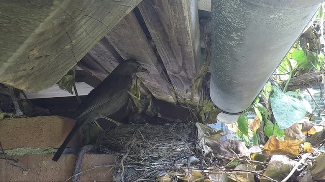 Blackbird feeds a nest full of very hungry young birds. 