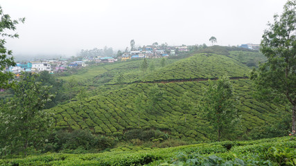 Fototapeta na wymiar 09 nature and tea fields