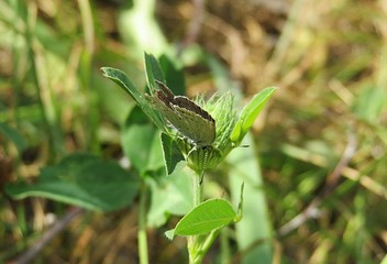 Polyommatus butterfly on green plant in the garden, closeup 