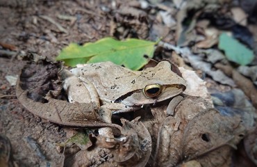 Nationalpark Kaeng Krachan, Thailand
