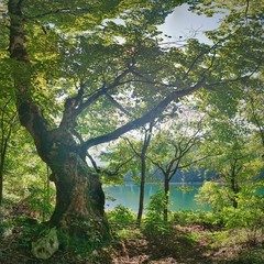 Nationalpark Biogradska, Montenegro