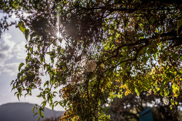 Tree detail in Simien mountain