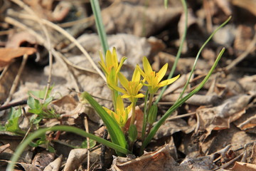 yellow flowers