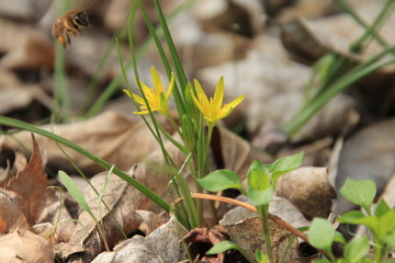 yellow flowers