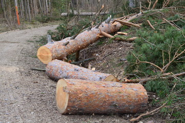 Baumstumpf. Frisch gesägter Baum