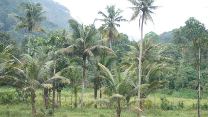 coconut trees