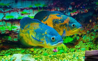 Astronotus ocellatus. Oscar fish swimming underwater.