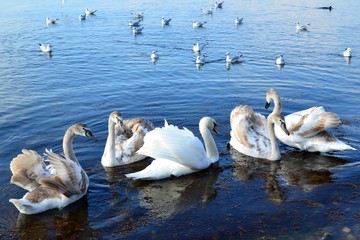 swans on the lake - 258078953