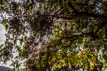 Tree detail in Simien mountain