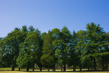 Fototapeta na wymiar park trees and sky