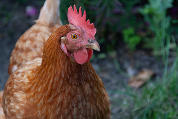 Chicken