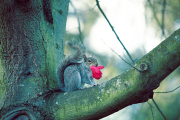 Squirrel on the tree with a red flower