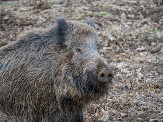 Keiler Wildschwein in der Wildnis
