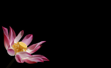 Pink Asian lotus with yellow center on a contrasting black background with negative space