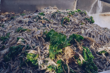 caught shrimps and other sea creatures