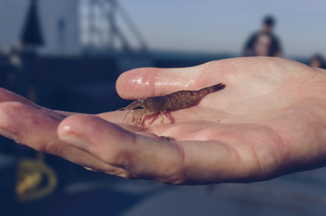 man is holding caught shrimp