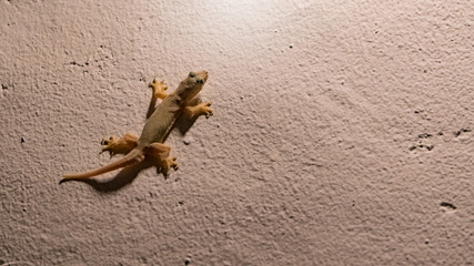 Lizard on the wall