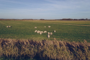 sheeps at Texel grassland