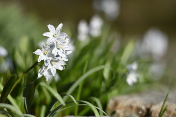 Puschkinie (Puschkinia scilloides)